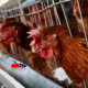Layer Chicken Farming in Kenya: The Ultimate Guide to Profitable Egg Production
