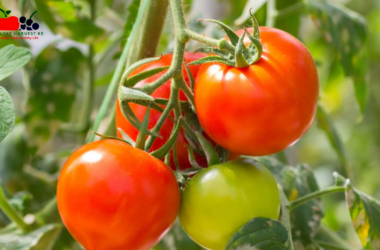 Tomato Farming in Kenya 2025: The Complete Guide for Beginners