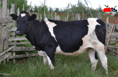 The State and Future of Dairy Farming in Kenya: Challenges, Innovations, and Game-Changing Opportunities