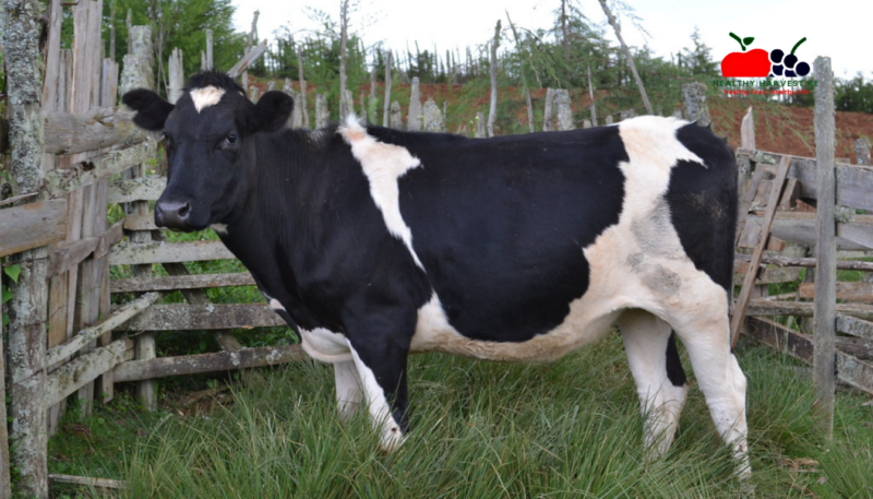 The State and Future of Dairy Farming in Kenya: Challenges, Innovations, and Game-Changing Opportunities