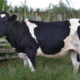 The State and Future of Dairy Farming in Kenya: Challenges, Innovations, and Game-Changing Opportunities