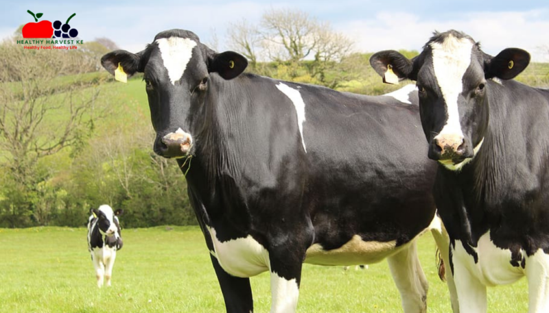 How to Start Dairy Farming in Kenya: A Step-by-Step Guide for Beginners