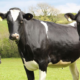 How to Start Dairy Farming in Kenya: A Step-by-Step Guide for Beginners