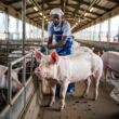 A modern commercial pig farm in Kenya with clean, well-constructed pens housing healthy Large White pigs. The facility should have concrete flooring, proper ventilation, and organized feeding stations. Include a Kenyan farmer in professional attire monitoring the pigs, representing the commercial farming system discussed in the article