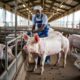 A modern commercial pig farm in Kenya with clean, well-constructed pens housing healthy Large White pigs. The facility should have concrete flooring, proper ventilation, and organized feeding stations. Include a Kenyan farmer in professional attire monitoring the pigs, representing the commercial farming system discussed in the article