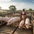 A modern commercial pig farm in Kenya with clean, well-constructed pens housing healthy Large White pigs. The facility should have concrete flooring, proper ventilation, and organized feeding stations. Include a Kenyan farmer in professional attire monitoring the pigs, representing the commercial farming system discussed in the article.