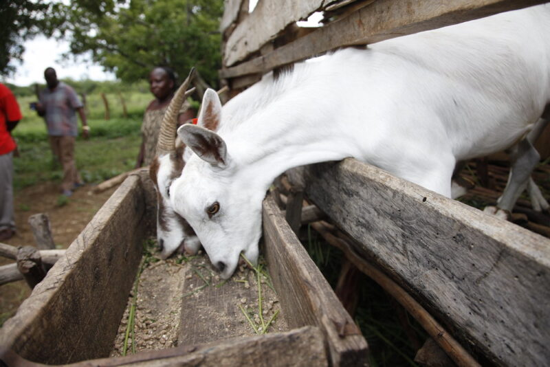 Dairy Goat Farming in Kenya