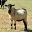 goat farming in Kenya