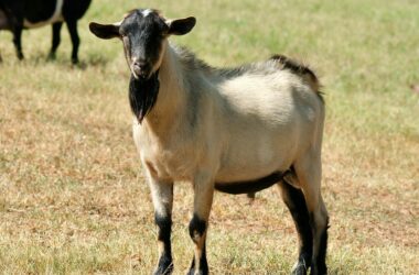 goat farming in Kenya