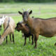 Goat Farming in Kenya