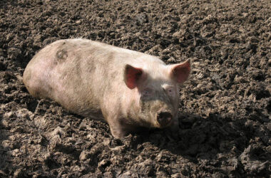 Pig Farming Profits and Market Opportunities in Kenya
