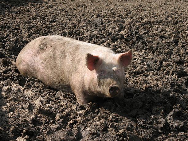 Pig Farming Profits and Market Opportunities in Kenya