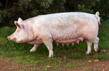 How to Start Pig Farming in Kenya 2025