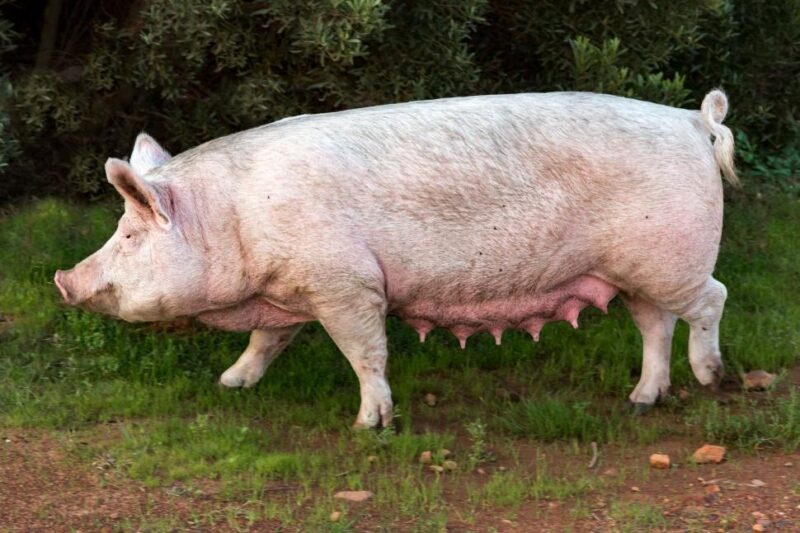 How to Start Pig Farming in Kenya 2025