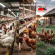 Close-up of a Kenyan farmer in protective clothing checking feeders and recording data on a tablet/phone, with healthy chickens in the background and modern equipment visible, demonstrating the blend of technology and hands-on care in successful poultry management