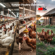 Close-up of a Kenyan farmer in protective clothing checking feeders and recording data on a tablet/phone, with healthy chickens in the background and modern equipment visible, demonstrating the blend of technology and hands-on care in successful poultry management