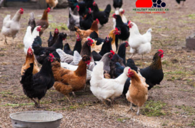 Comparison showcase of the most popular chicken breeds in Kenya: Kari improved kienyeji, Kuroiler, Rainbow Rooster, and Kenbro chickens