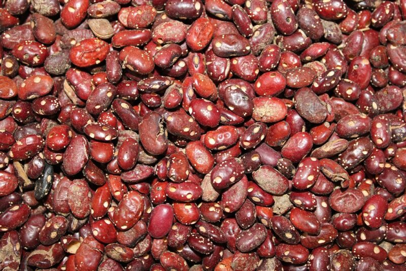 Beans Farming in Kenya: