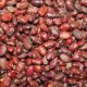 Beans Farming in Kenya:
