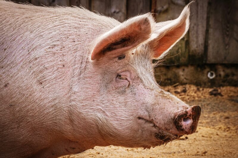 best pig breeds in Kenya