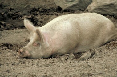 Pig Diseases in Kenya