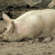 Pig Diseases in Kenya