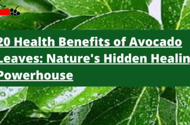 20 Health Benefits of Avocado Leaves: Nature's Hidden Healing Powerhouse
