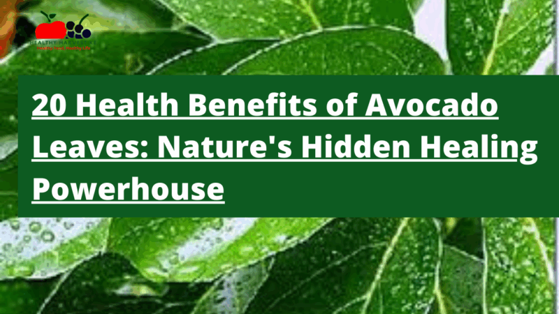 20 Health Benefits of Avocado Leaves: Nature's Hidden Healing Powerhouse