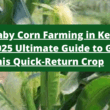 Baby Corn Farming in Kenya: 2025 Ultimate Guide to Growing This Quick-Return Crop