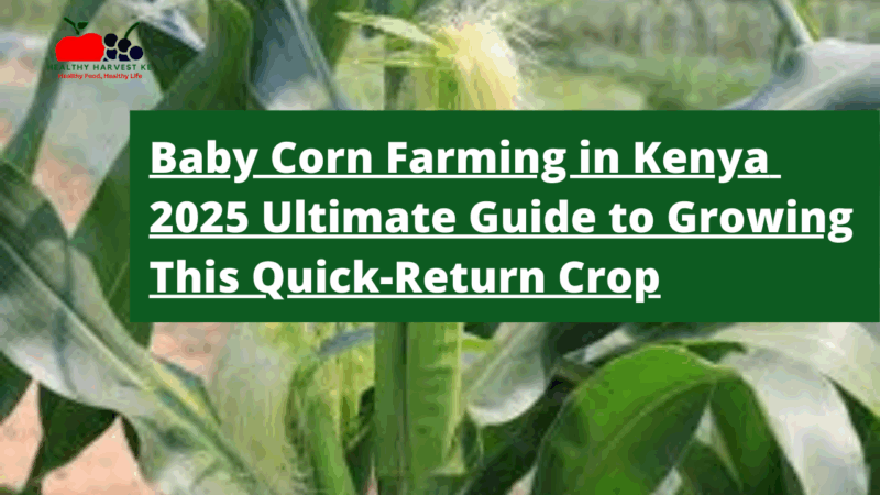 Baby Corn Farming in Kenya: 2025 Ultimate Guide to Growing This Quick-Return Crop