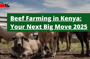Beef Farming in Kenya: Your Next Big Move? 2025