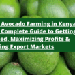 Hass Avocado Farming in Kenya: Your Complete Guide to Getting Started, Maximizing Profits & Tapping Export Markets