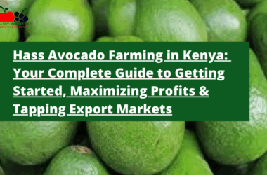 Hass Avocado Farming in Kenya: Your Complete Guide to Getting Started, Maximizing Profits & Tapping Export Markets