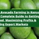 Hass Avocado Farming in Kenya: Your Complete Guide to Getting Started, Maximizing Profits & Tapping Export Markets