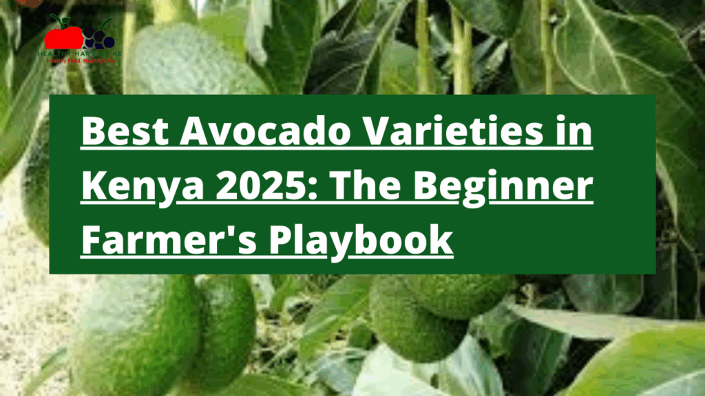 Best Avocado Varieties in Kenya 2025: The Beginner Farmer's Playbook