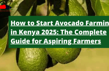 How to Start Avocado Farming in Kenya 2025: The Complete Guide for Aspiring Farmers