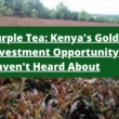 Purple Tea Kenya's Golden Investment Opportunity You Haven't Heard About