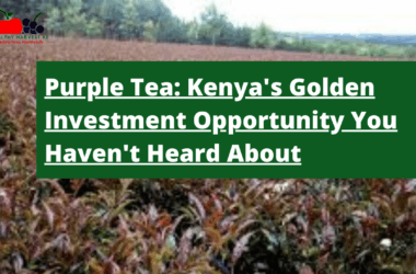 Purple Tea Kenya's Golden Investment Opportunity You Haven't Heard About