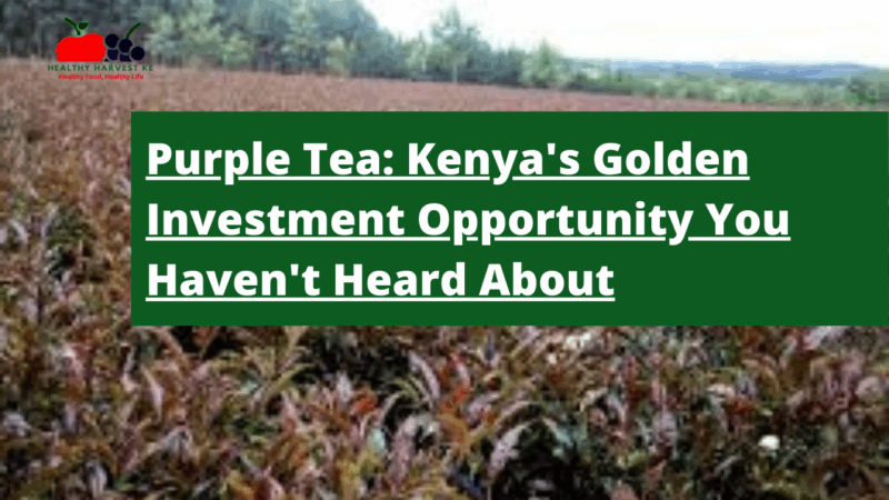 Purple Tea Kenya's Golden Investment Opportunity You Haven't Heard About