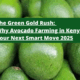 The Green Gold Rush Why Avocado Farming in Kenya Is Your Next Smart Move 2025