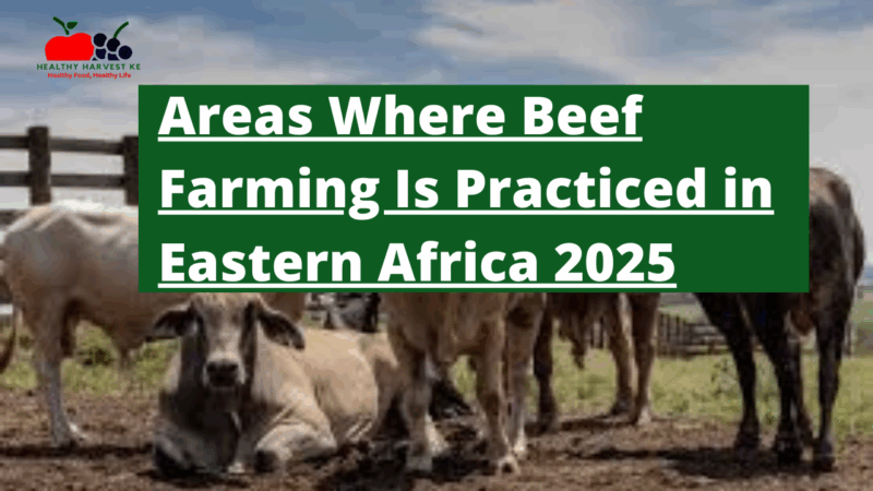 The Untapped Gold Mine: Areas Where Beef Farming Is Practiced in Eastern Africa 2025