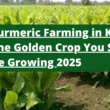 Turmeric Farming in Kenya 2025 The Golden Crop You Should Be Growing