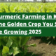 Turmeric Farming in Kenya 2025 The Golden Crop You Should Be Growing