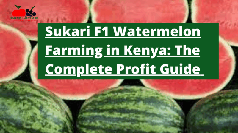 Sukari F1 Watermelon Farming in Kenya: The Complete Profit Guide 2025