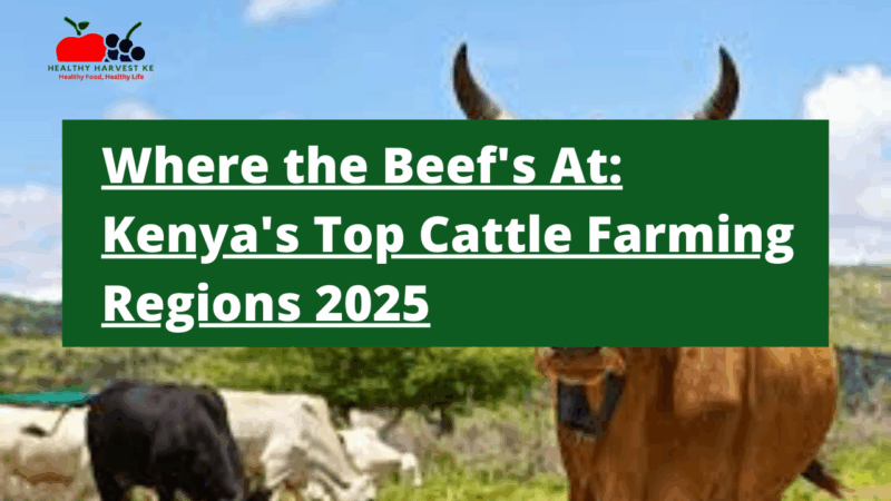 Where the Beef's At Kenya's Top Cattle Farming Regions 2025